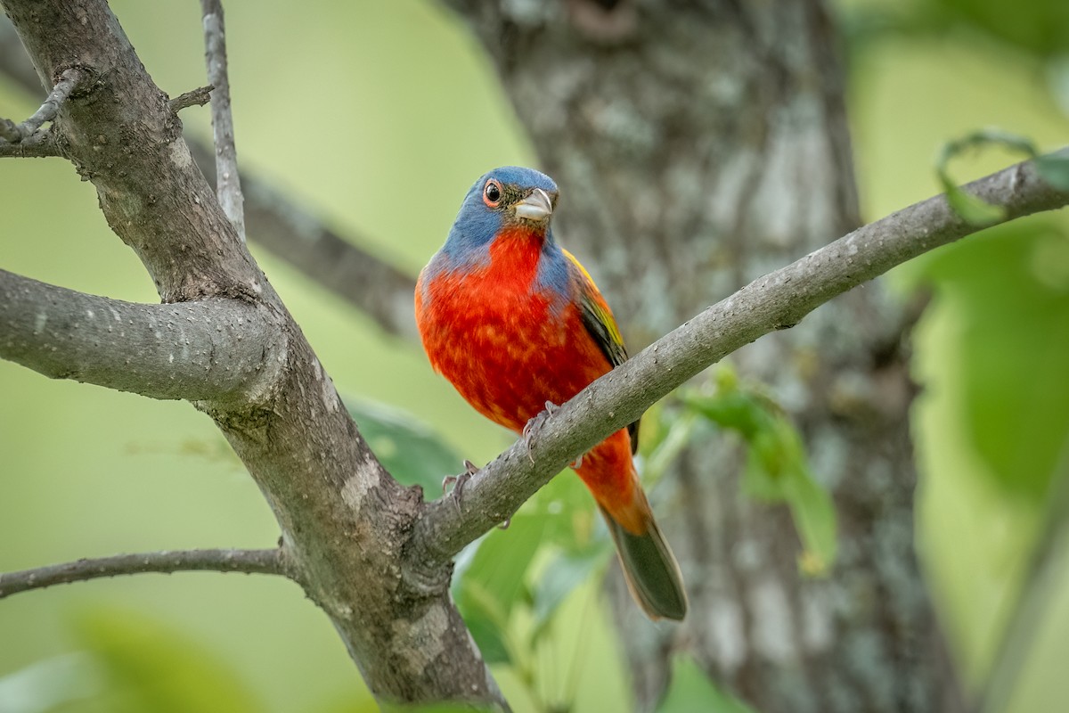 Painted Bunting - ML634846503