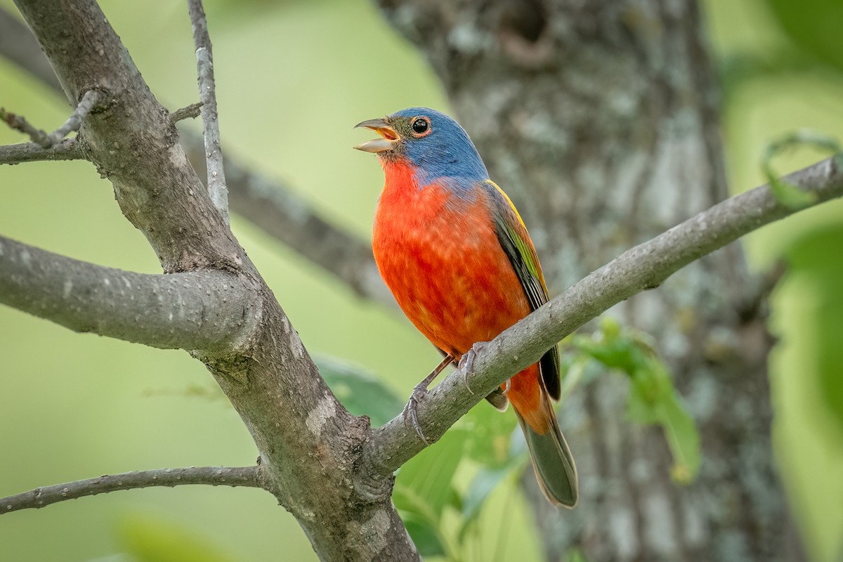 Painted Bunting - ML634846504
