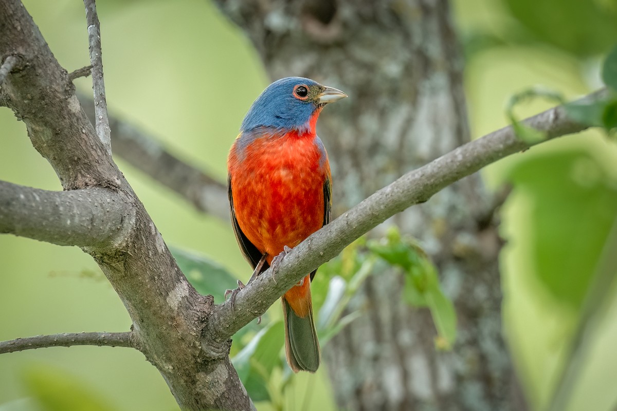 Painted Bunting - ML634846505
