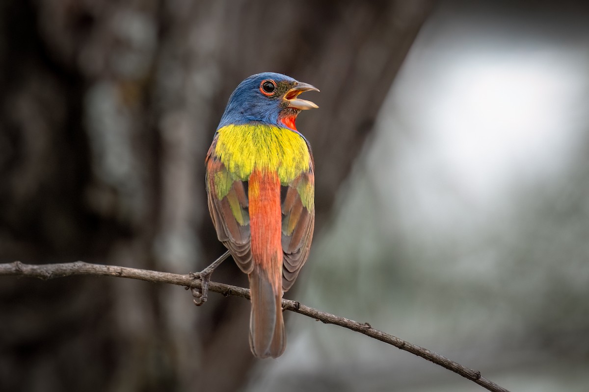 Painted Bunting - ML634846506