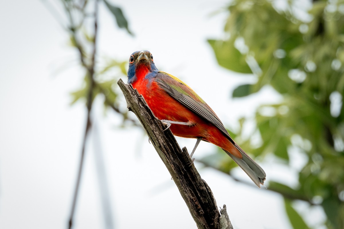 Painted Bunting - ML634846507