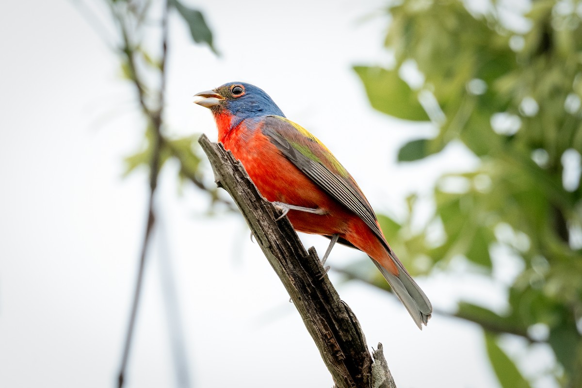 Painted Bunting - ML634846508