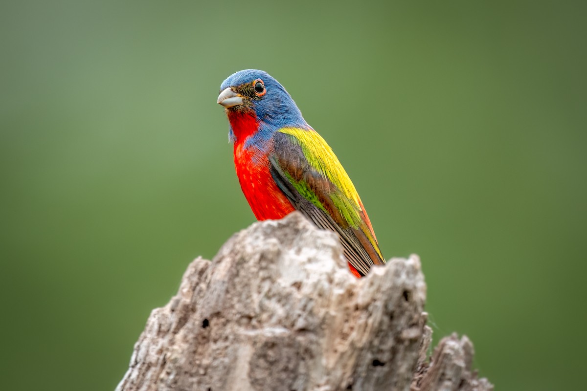 Painted Bunting - ML634846509