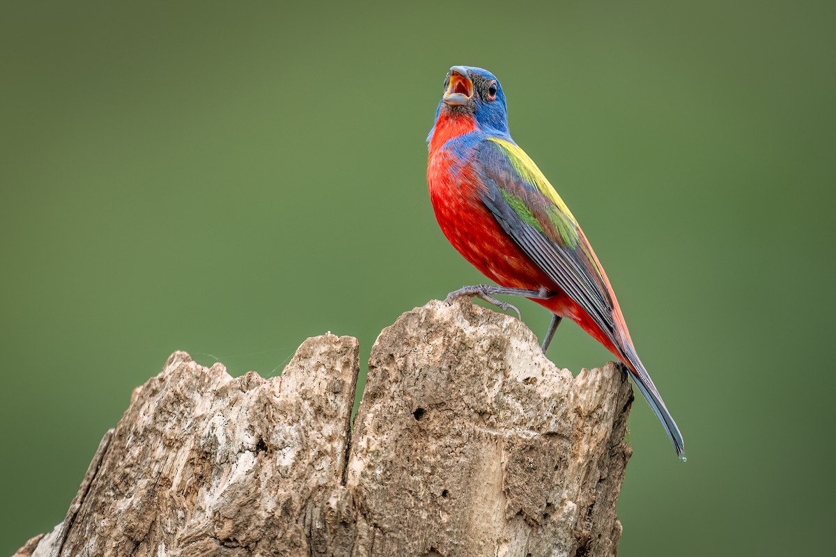 Painted Bunting - ML634846510