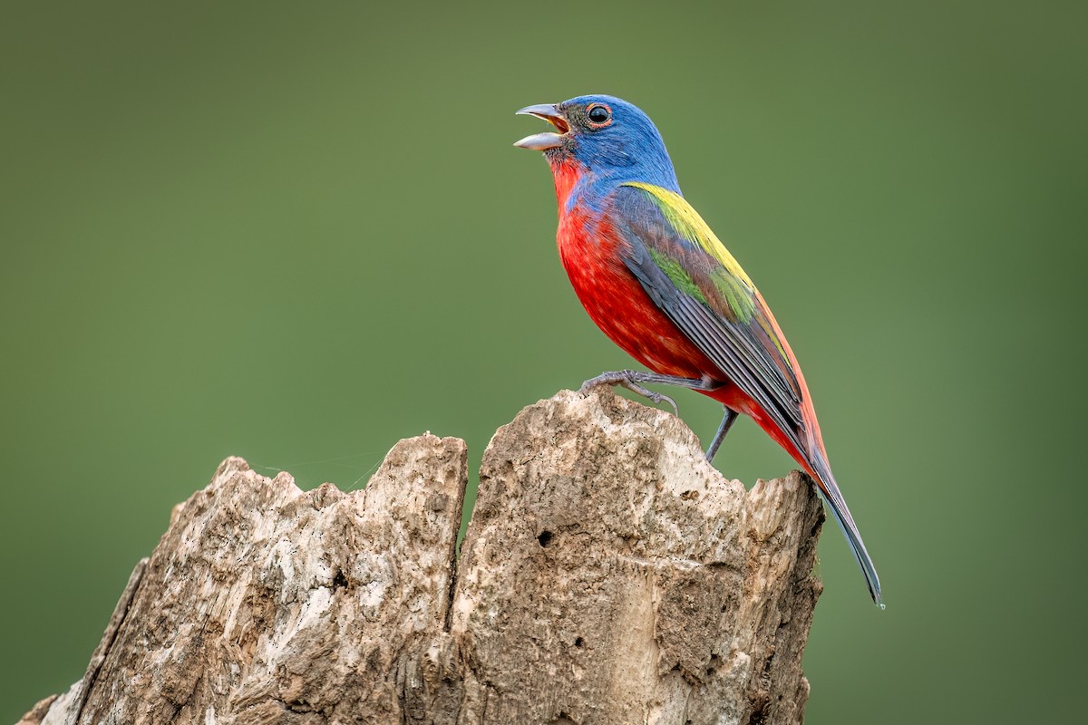 Painted Bunting - ML634846511