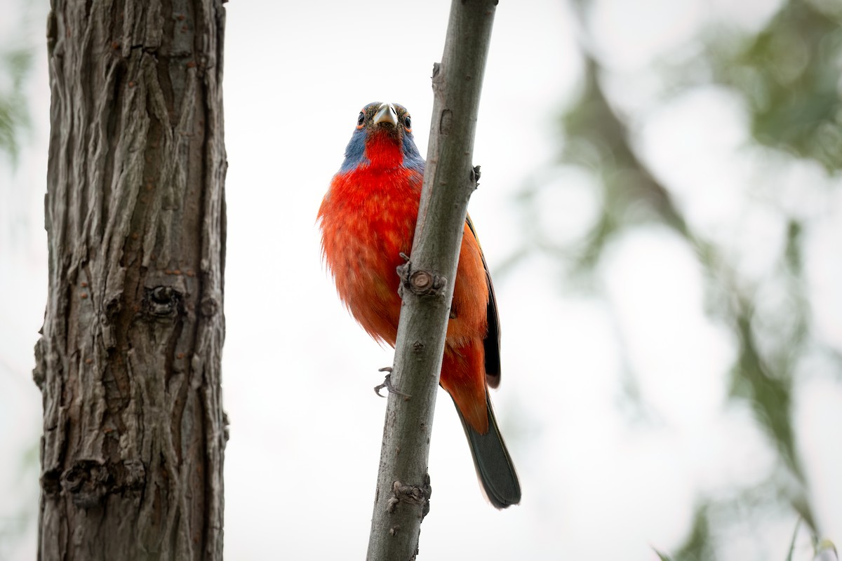 Painted Bunting - ML634846513