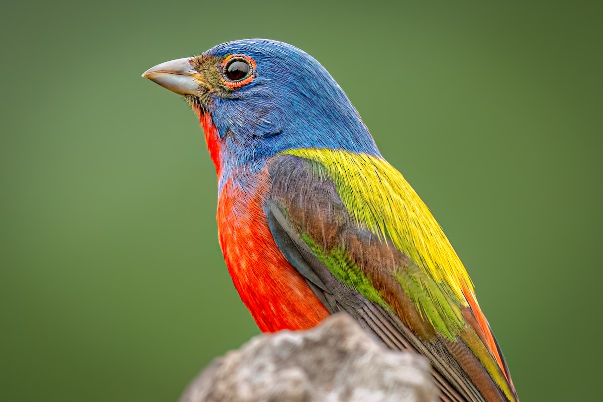 Painted Bunting - ML634846514