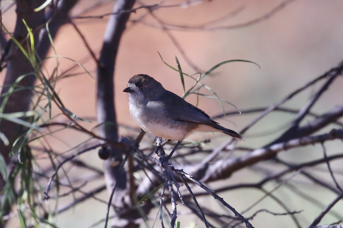 Southern Whiteface - ML634846630