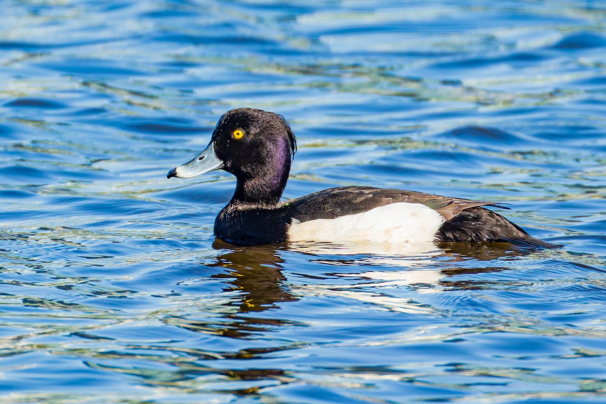 Tufted Duck - ML634846648