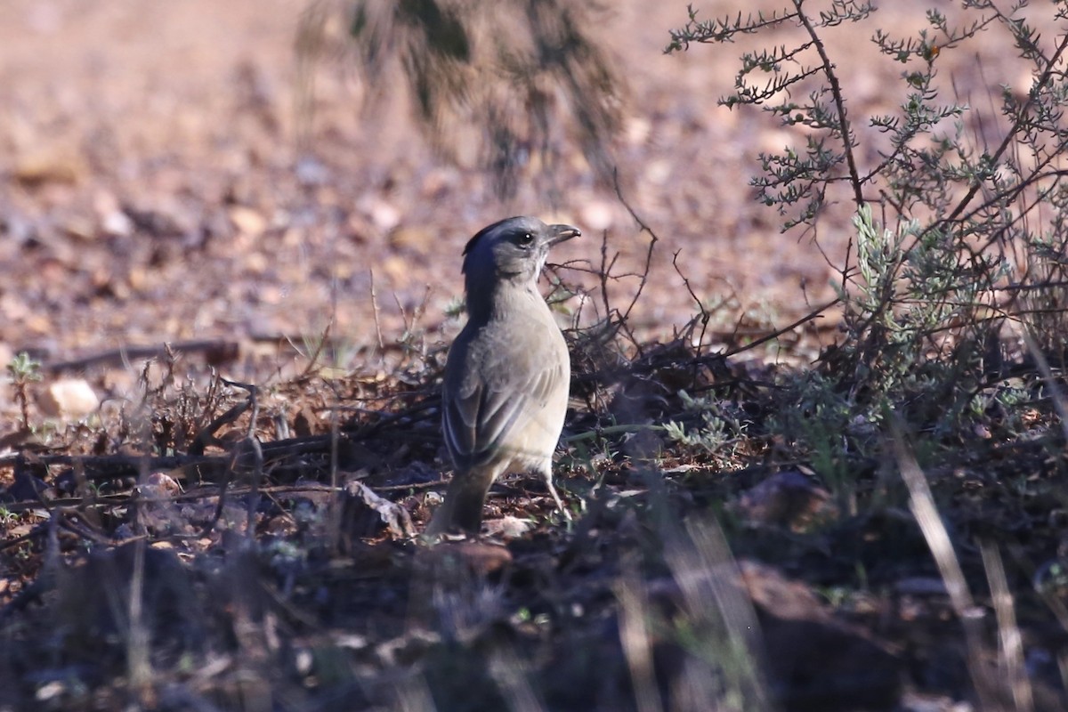 Crested Bellbird - ML634846650