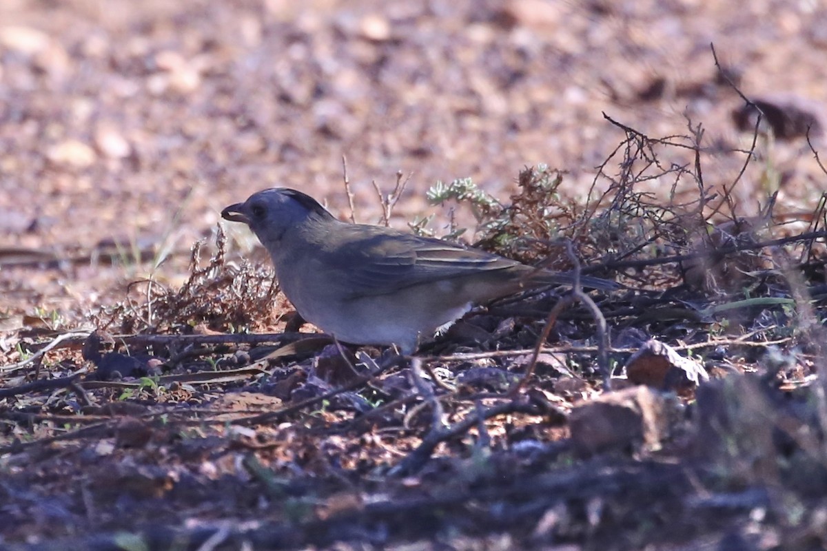 Crested Bellbird - ML634846651