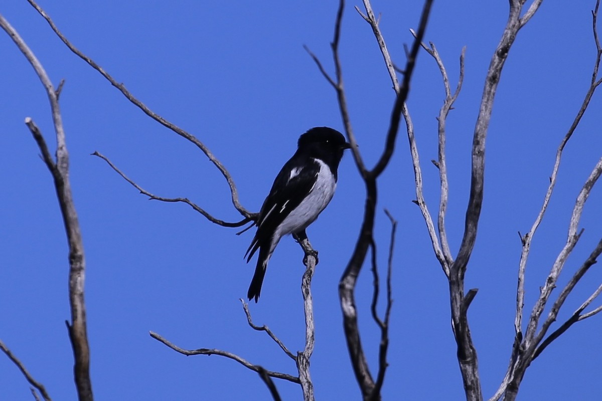 Hooded Robin - ML634846660