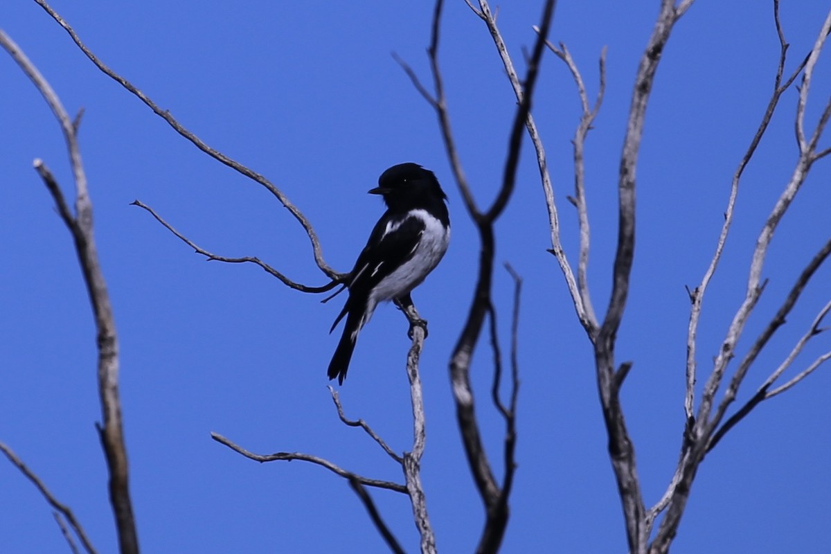 Hooded Robin - ML634846661