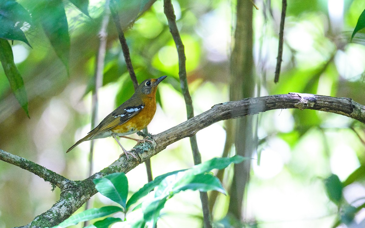Orange Ground-Thrush - ML634846662