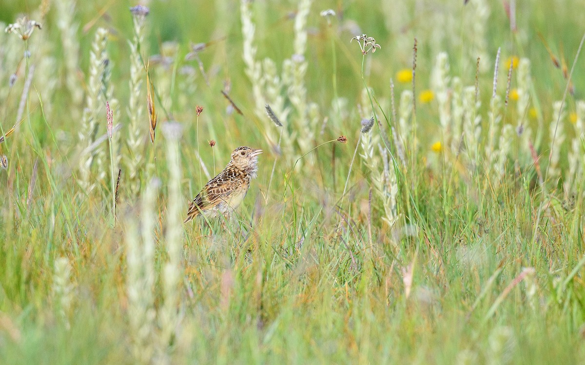 Rudd's Lark - ML634846683