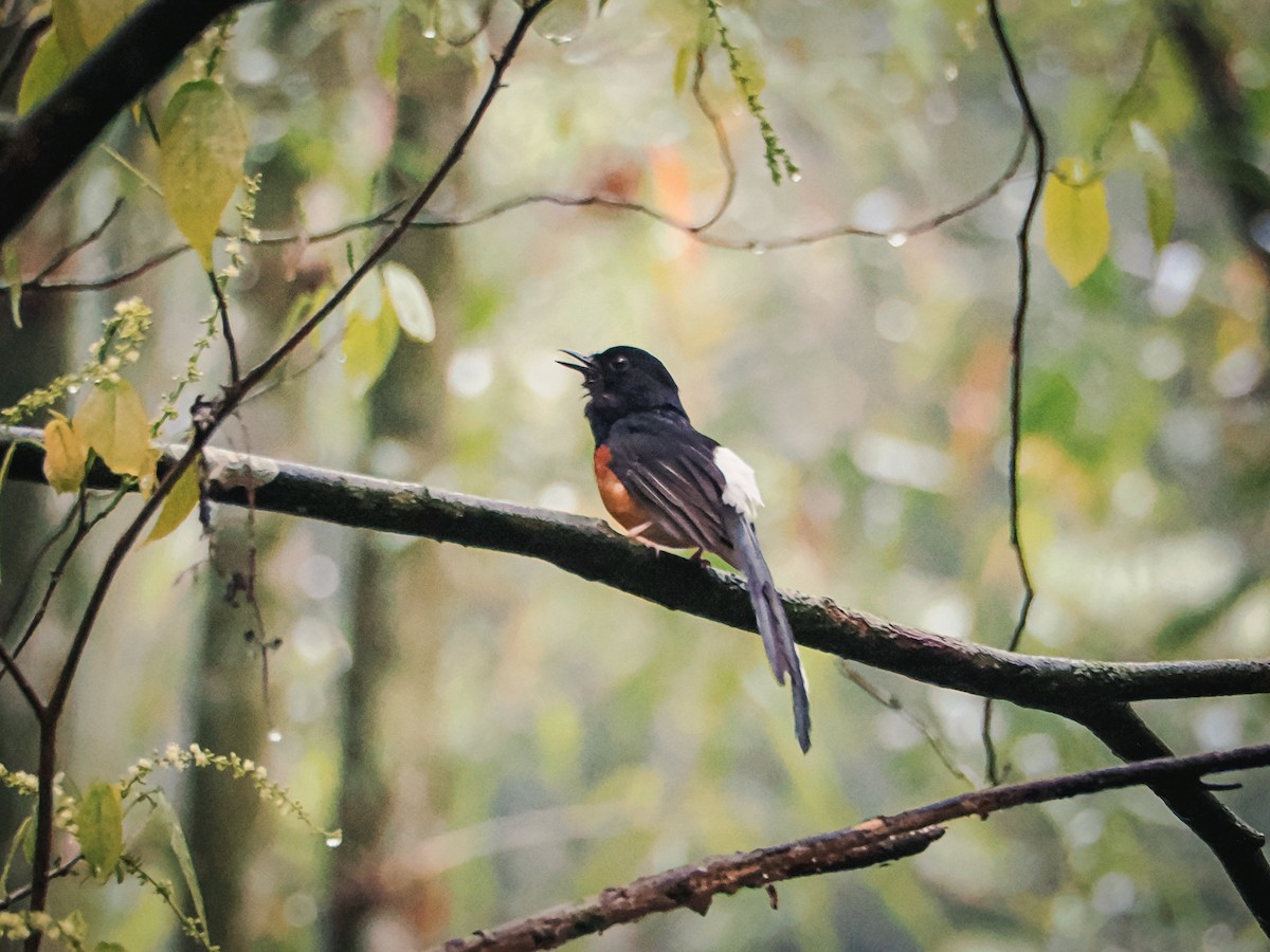 White-rumped Shama - ML634846781