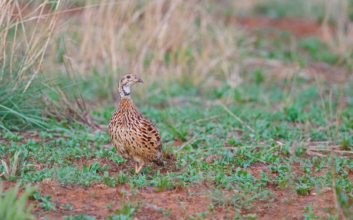 Orange River Francolin (Orange River) - ML634846963