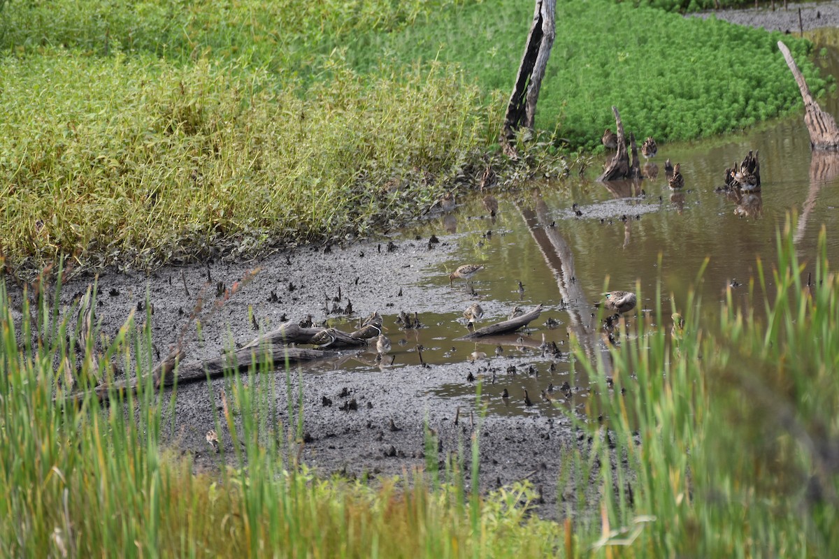 Australian Painted-Snipe - ML634846988