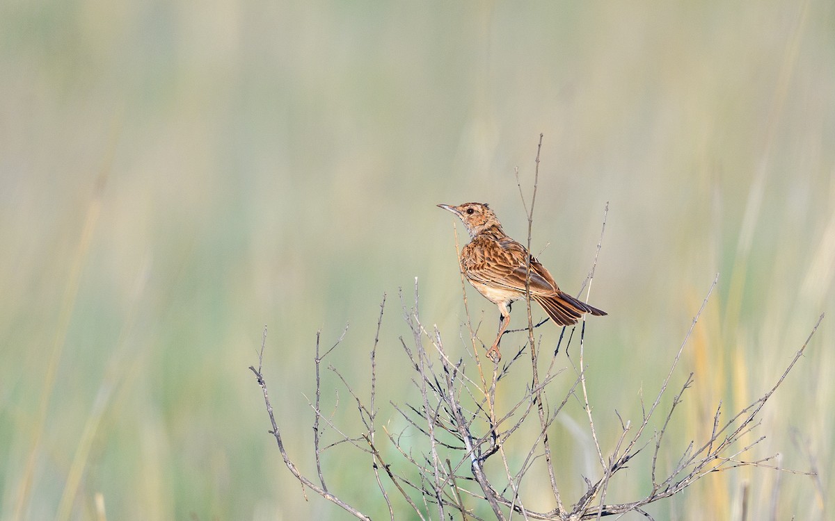 Short-clawed Lark - ML634846996