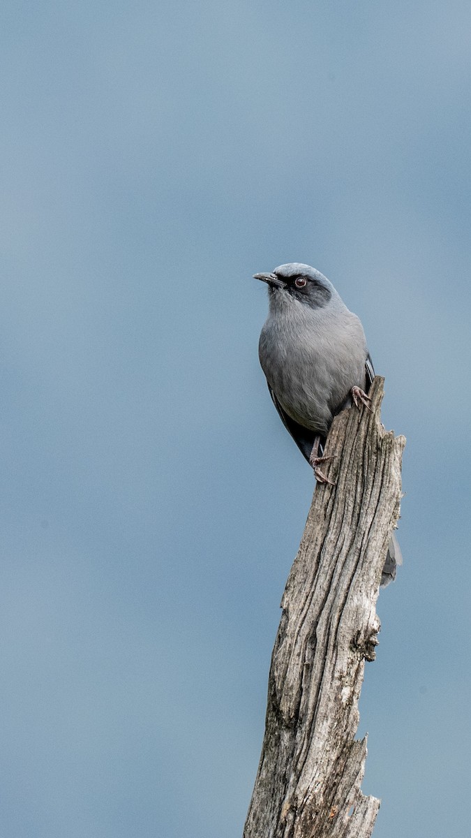 Beautiful Sibia - ML634847102