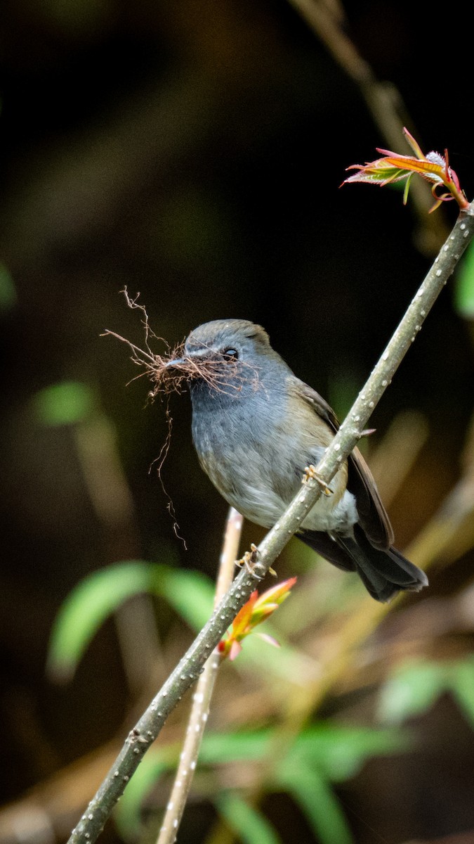 Rufous-gorgeted Flycatcher - ML634847105