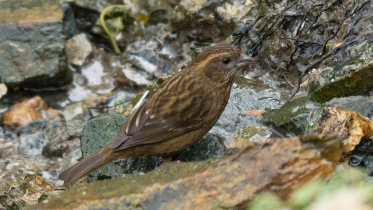 Dark-rumped Rosefinch - ML634847108