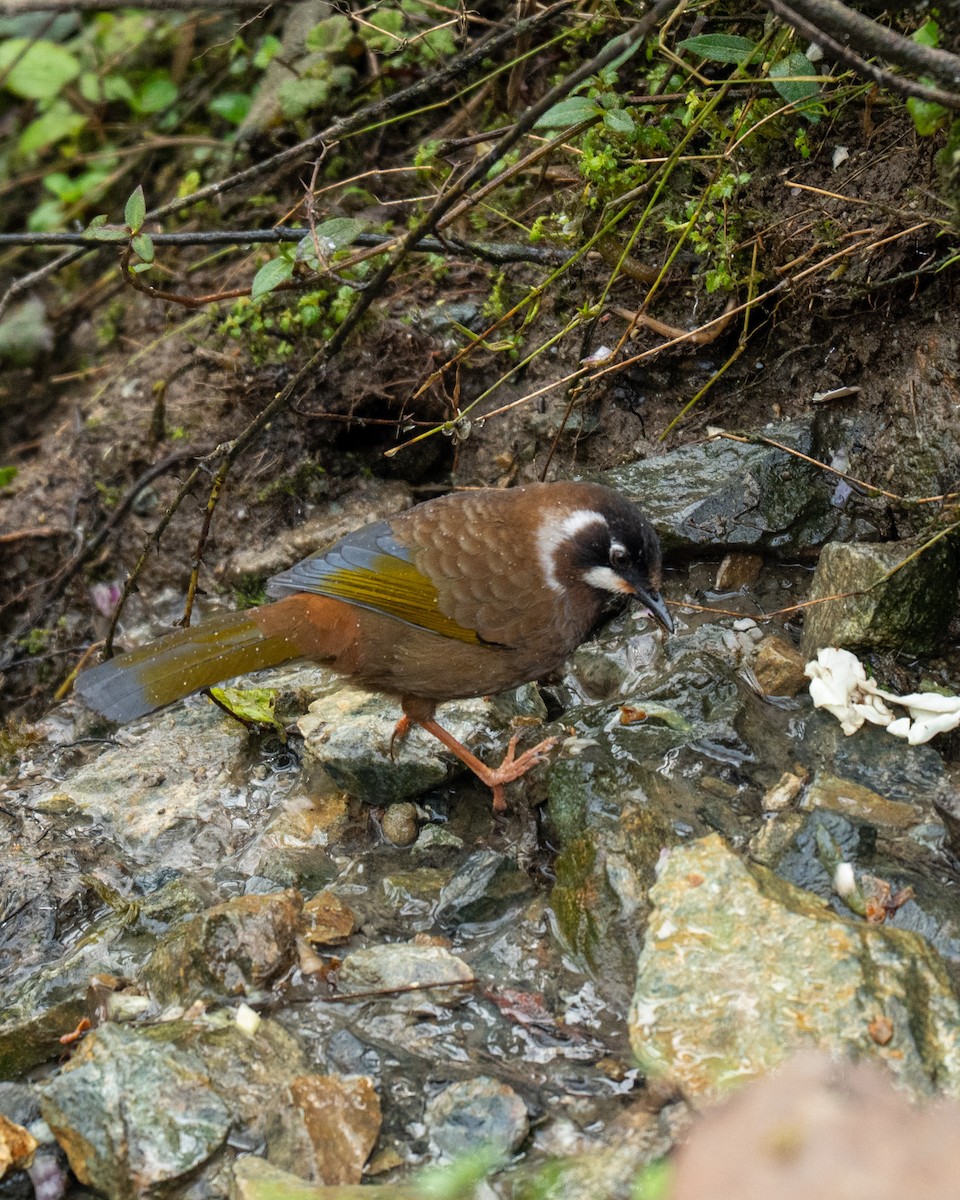 Black-faced Laughingthrush - ML634847215