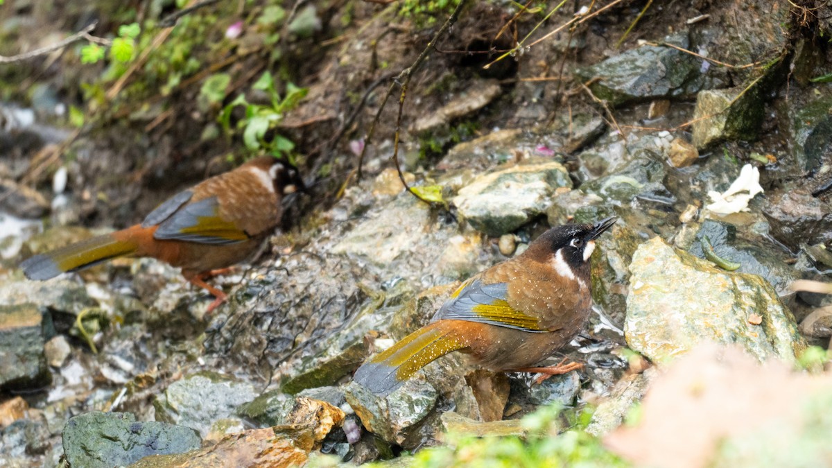 Black-faced Laughingthrush - ML634847216