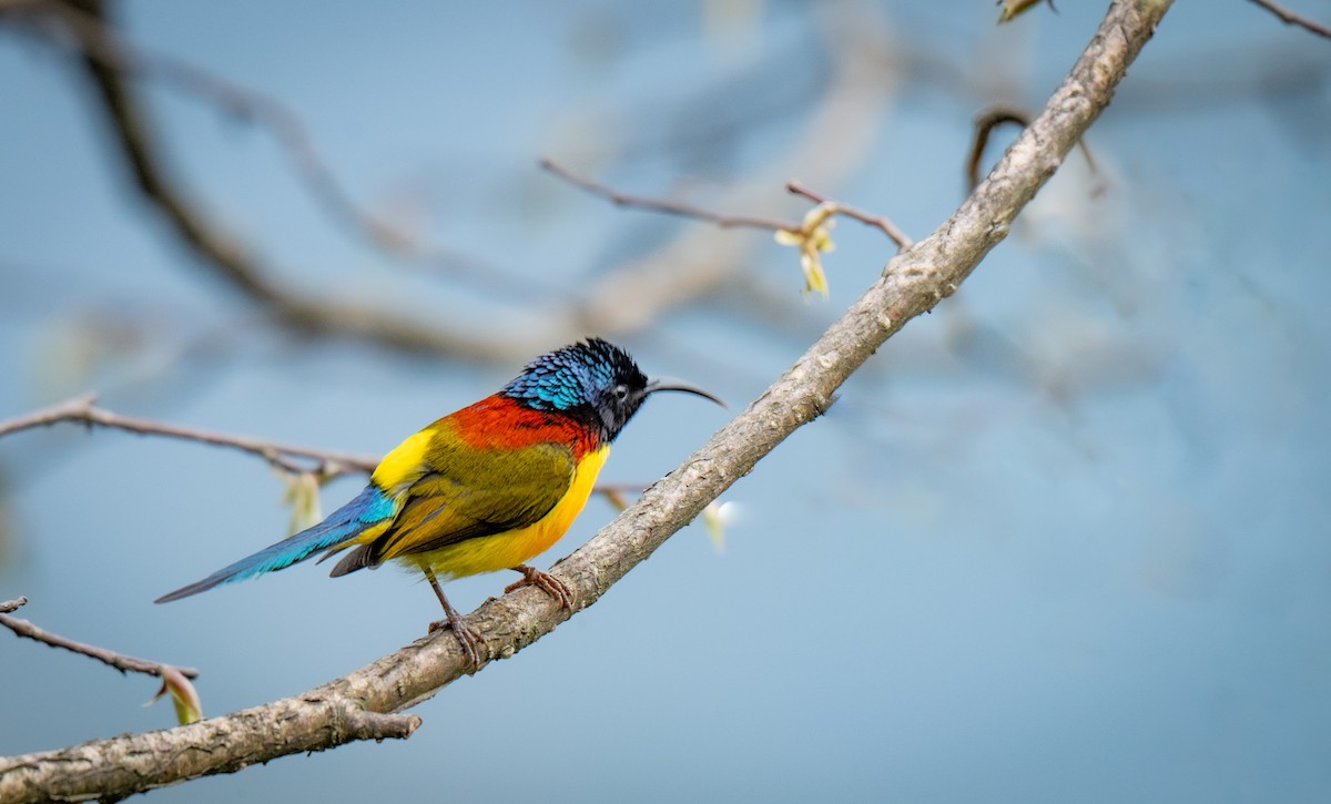 Green-tailed Sunbird - ML634847219