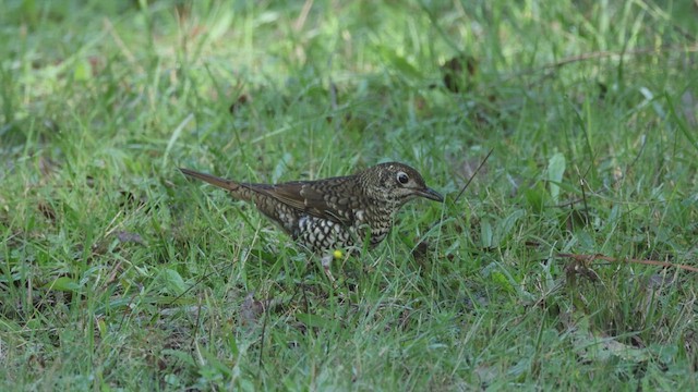 Bassian Thrush - ML634847300