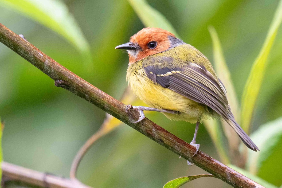 Johnson's Tody-Flycatcher - ML634847309
