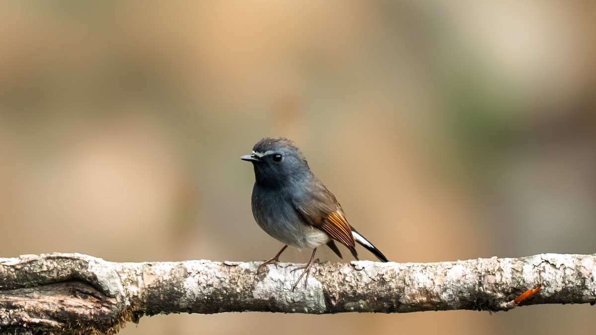 Rufous-gorgeted Flycatcher - ML634847310