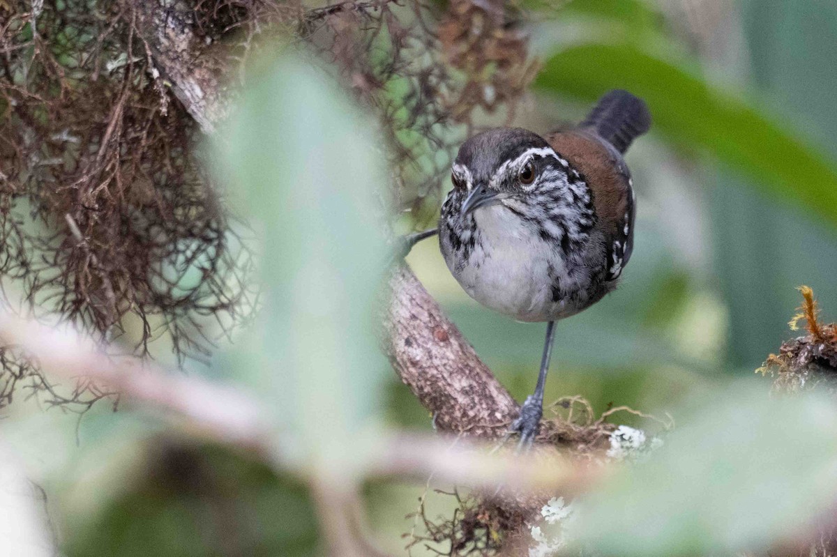Bar-winged Wood-Wren - ML634847322