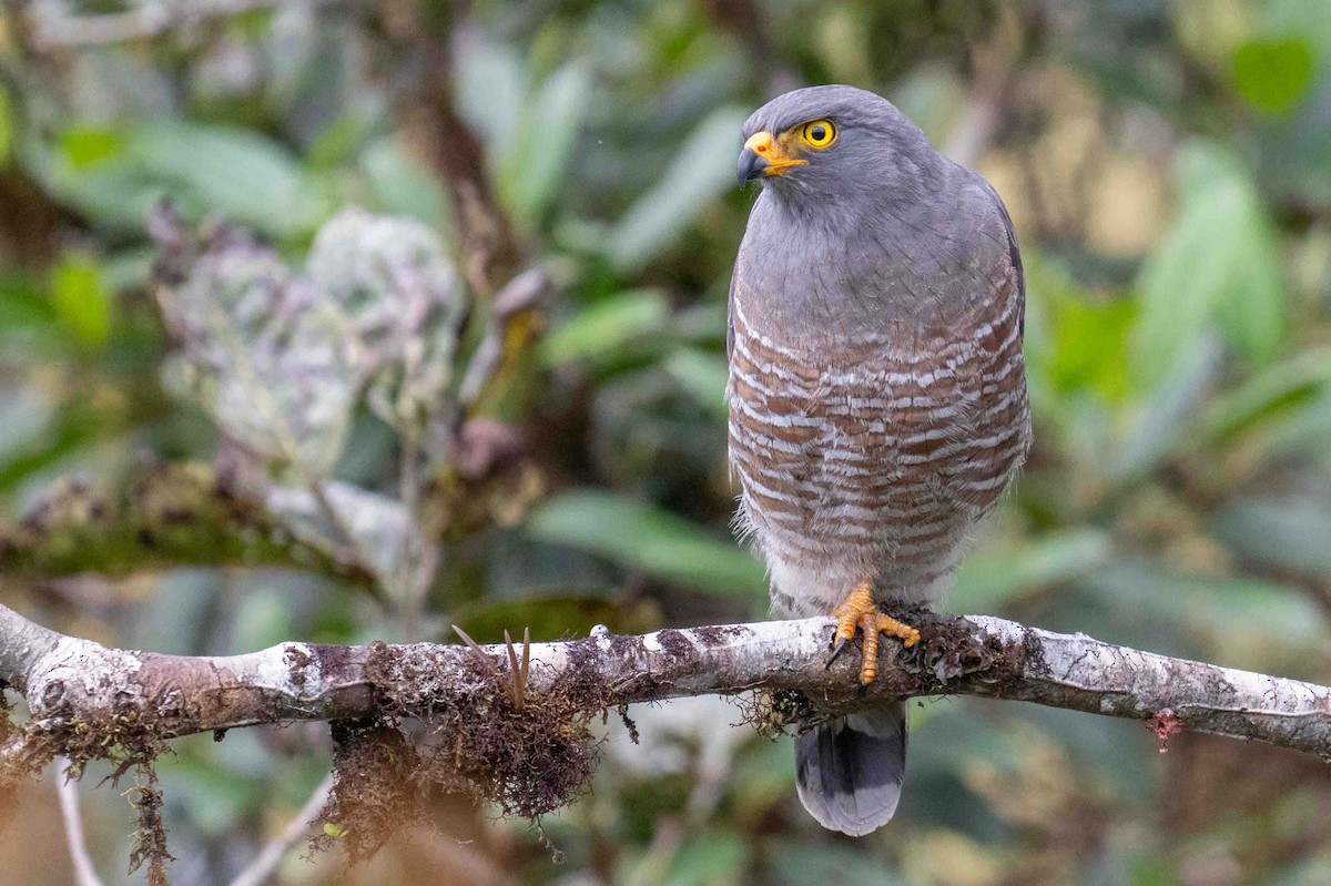 Roadside Hawk - ML634847337