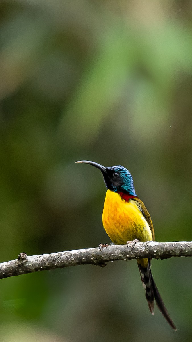 Green-tailed Sunbird - ML634847339