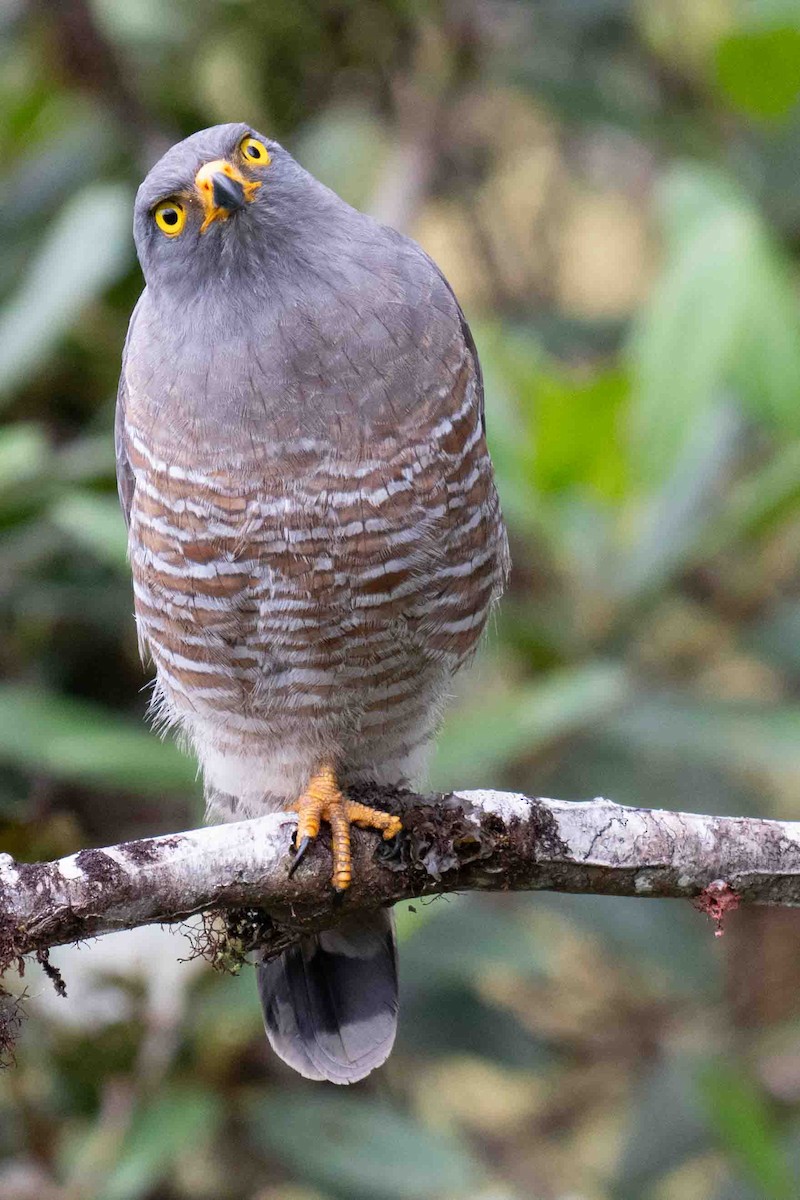 Roadside Hawk - ML634847341