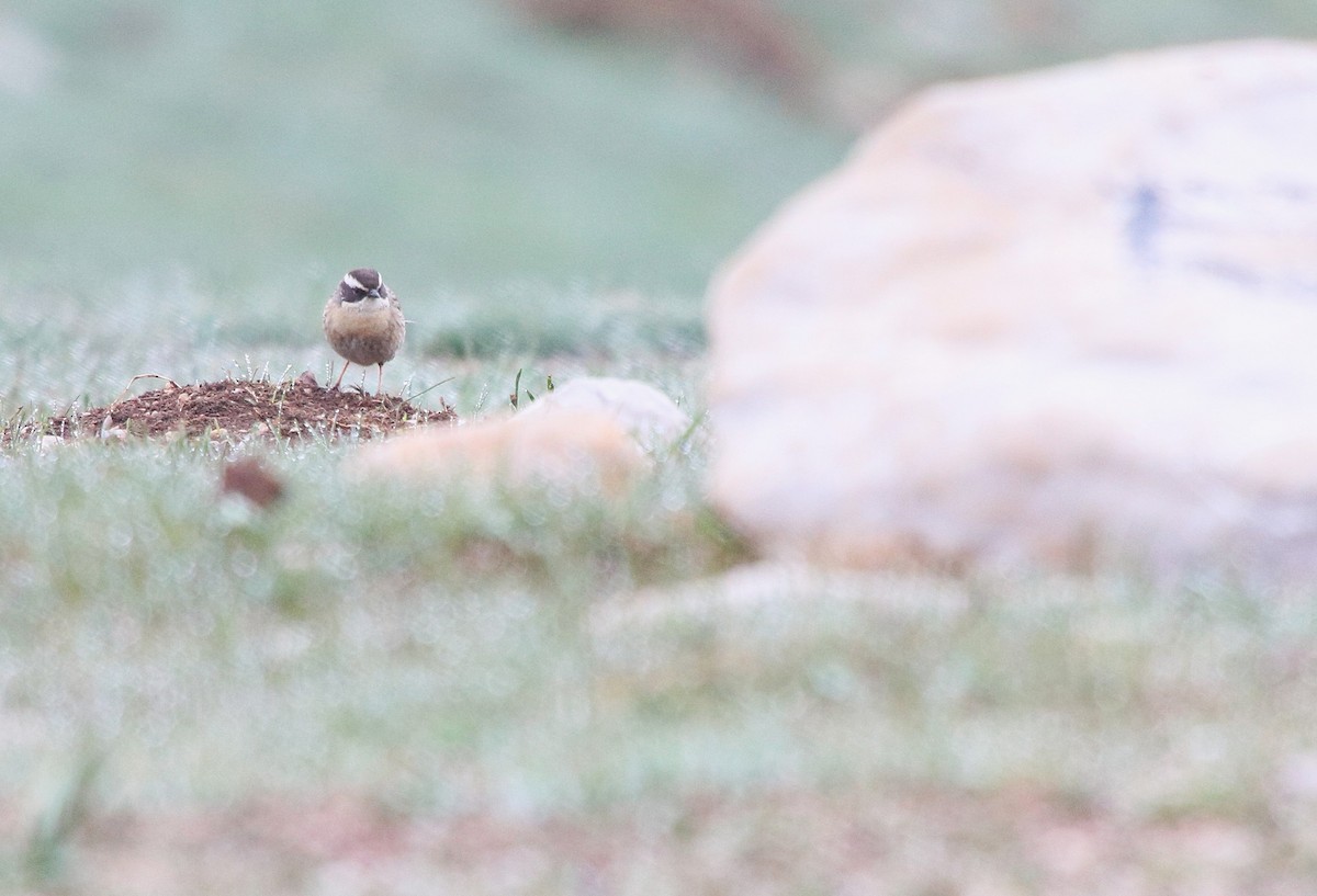 Radde's Accentor - ML634847354