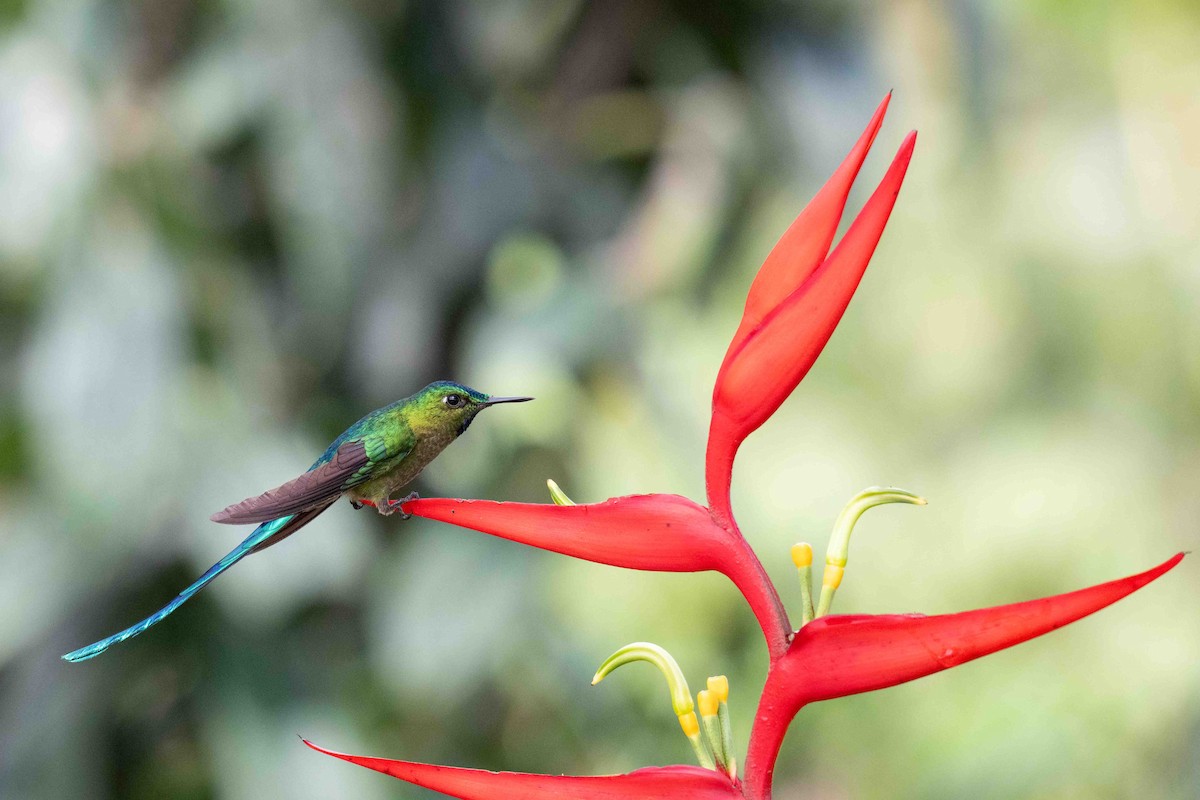 Long-tailed Sylph - ML634847356