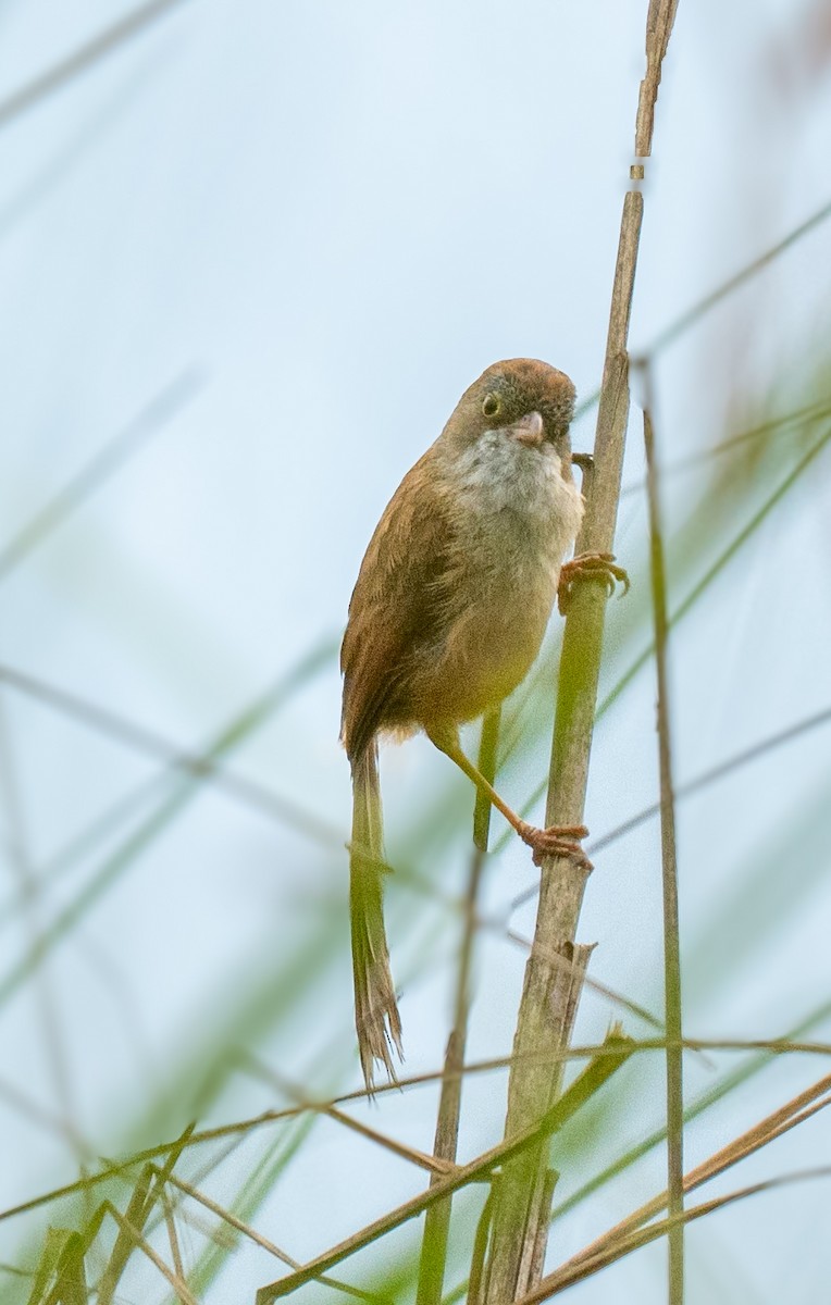 Jerdon's Babbler - ML634847360