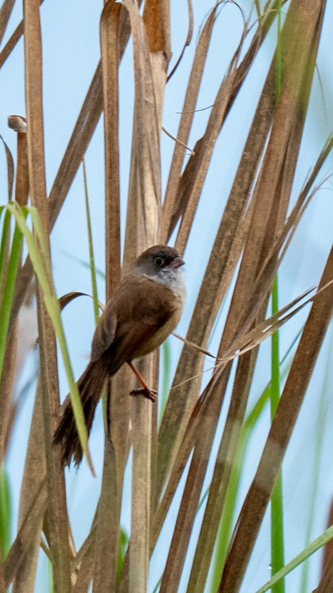 Jerdon's Babbler - ML634847361