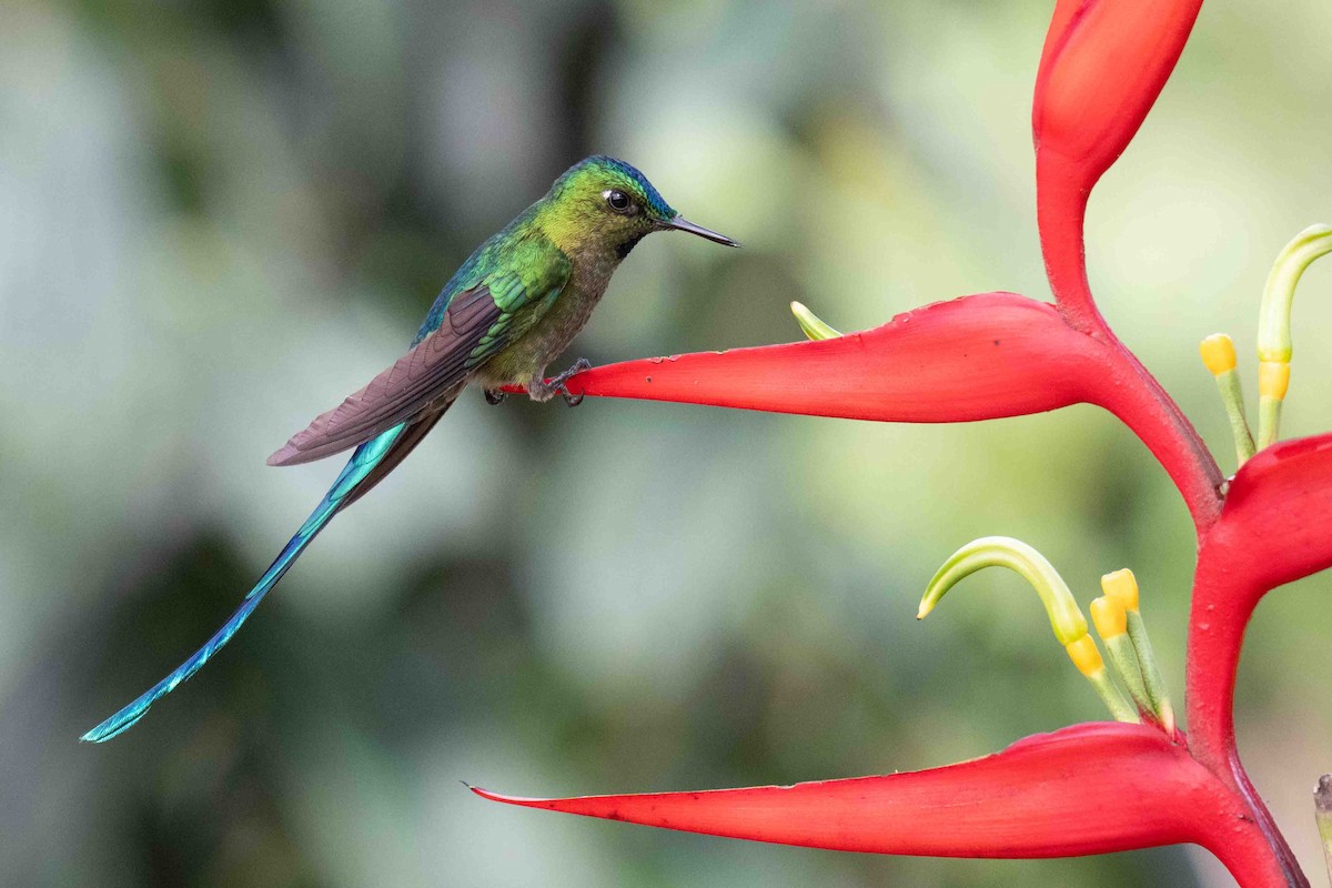 Long-tailed Sylph - ML634847362