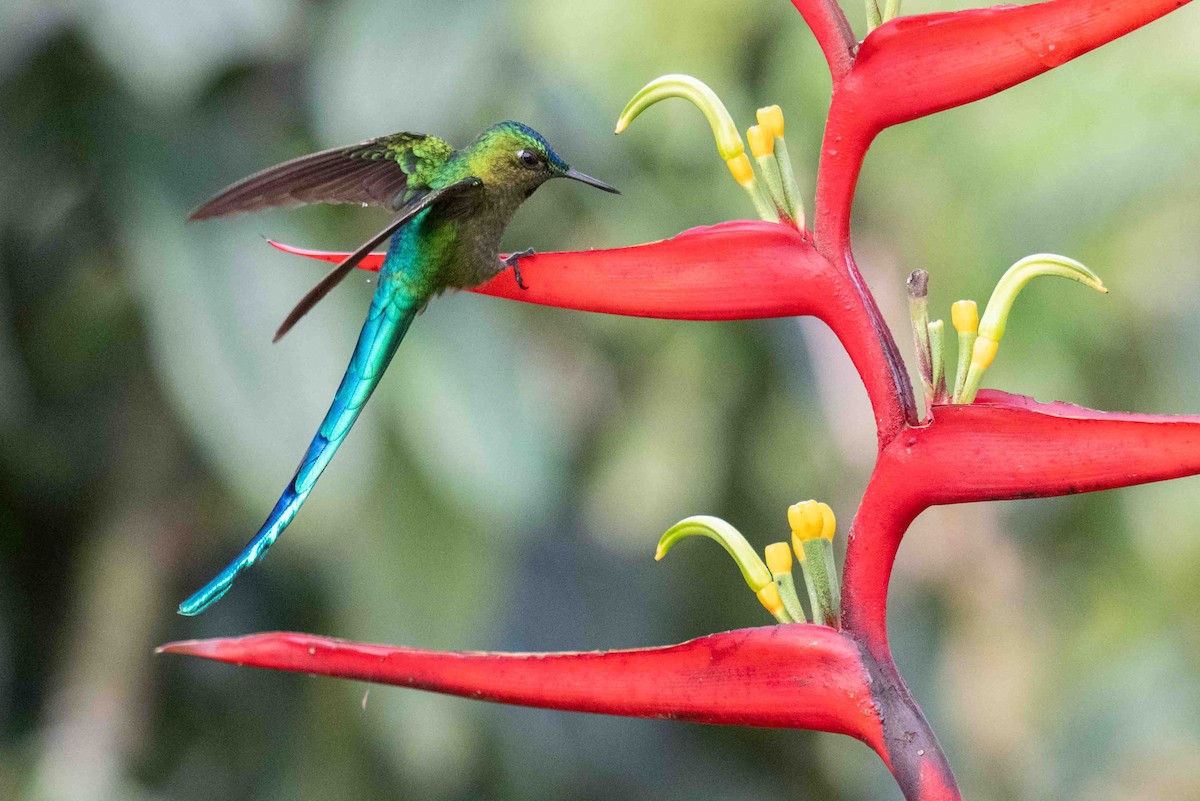 Long-tailed Sylph - ML634847366