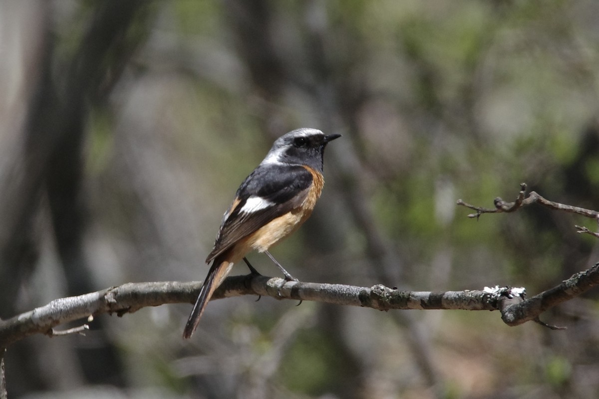 Дагуур гал сүүлт - ML634847388