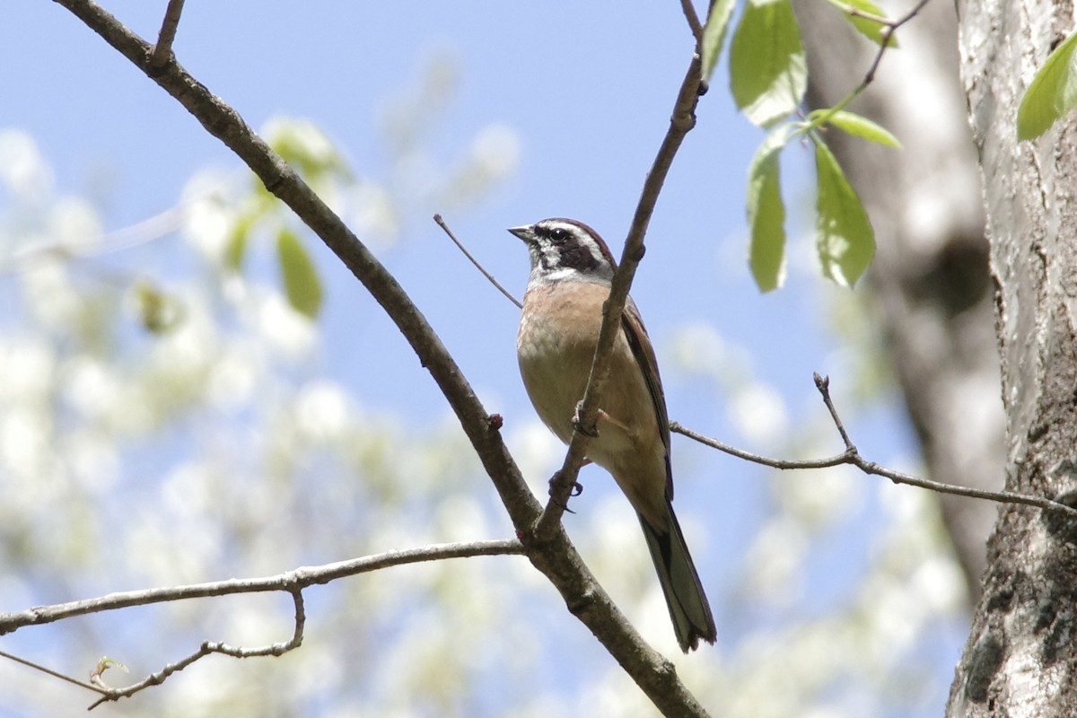 Хүрэн чихт хөмрөг - ML634847399