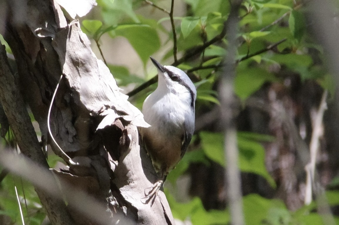 Өрнийн тоншголжин - ML634847404