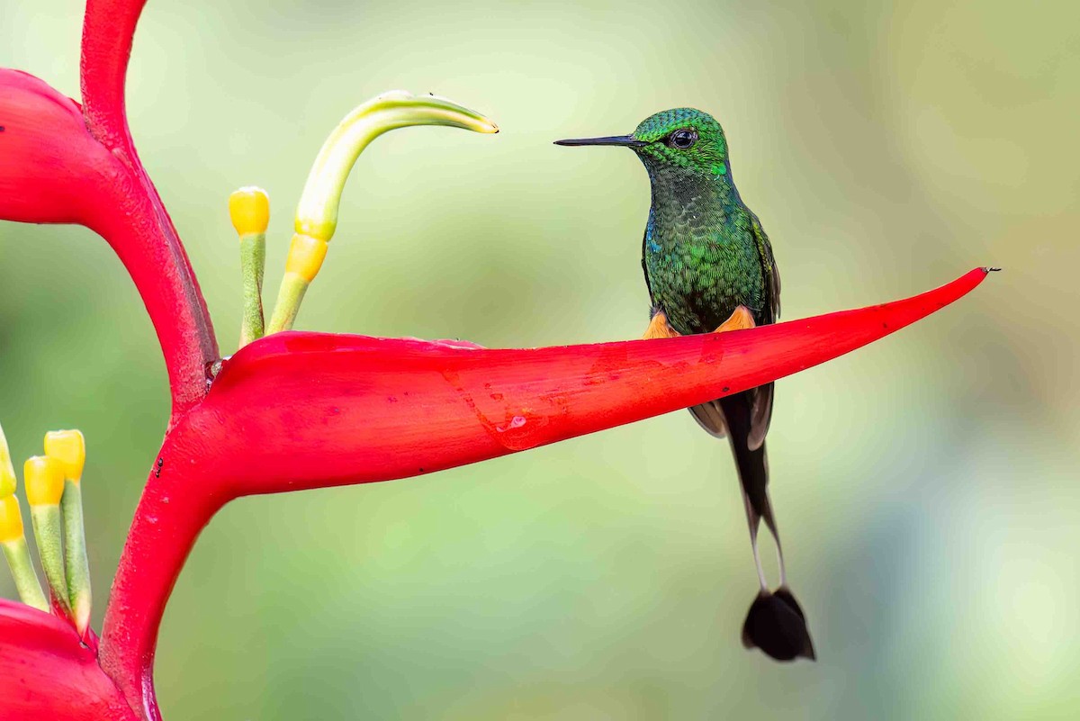 Peruvian Racket-tail - ML634847437