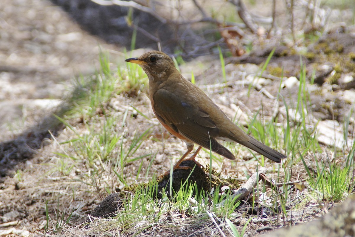 Brown-headed Thrush - ML634847462