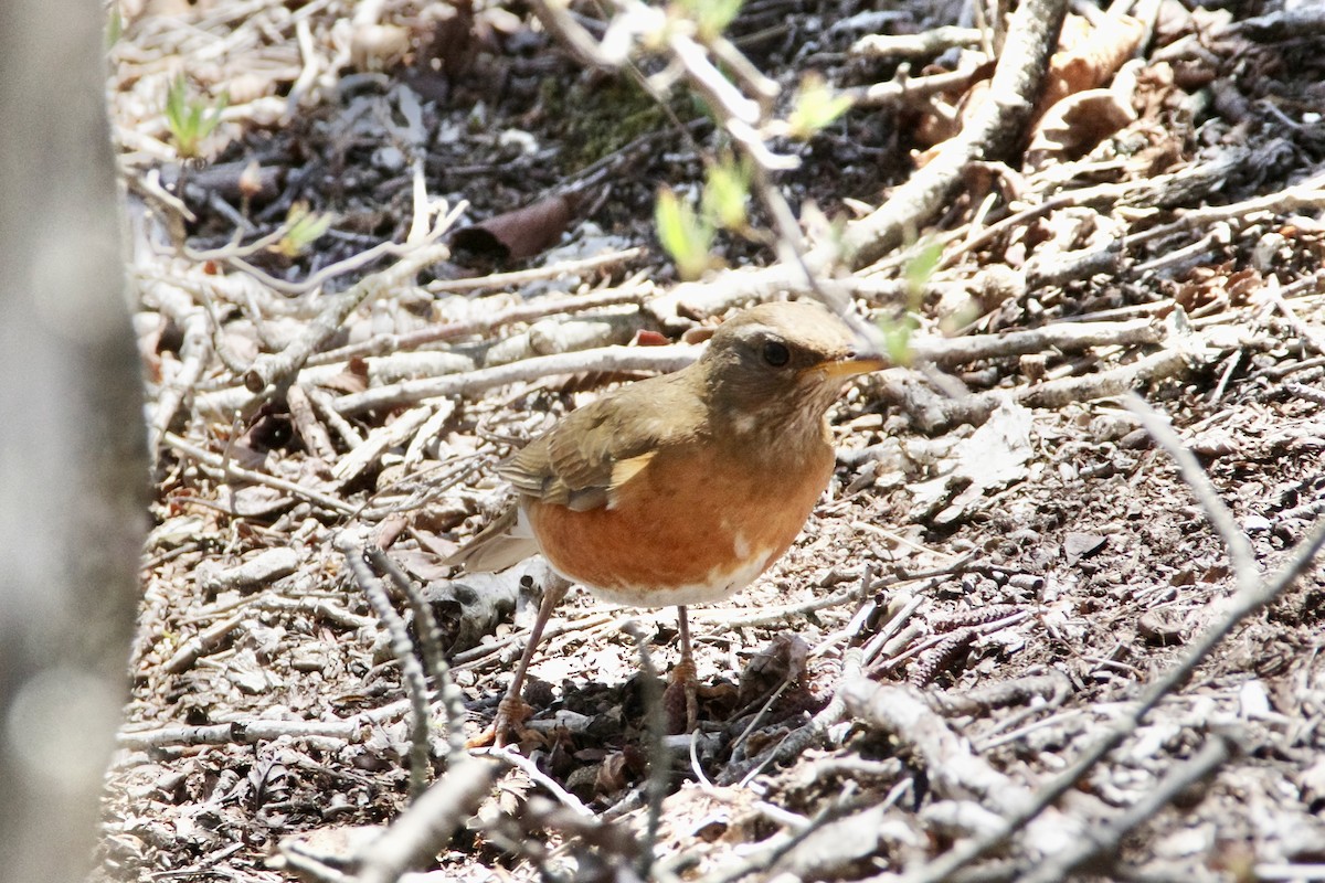Brown-headed Thrush - ML634847463