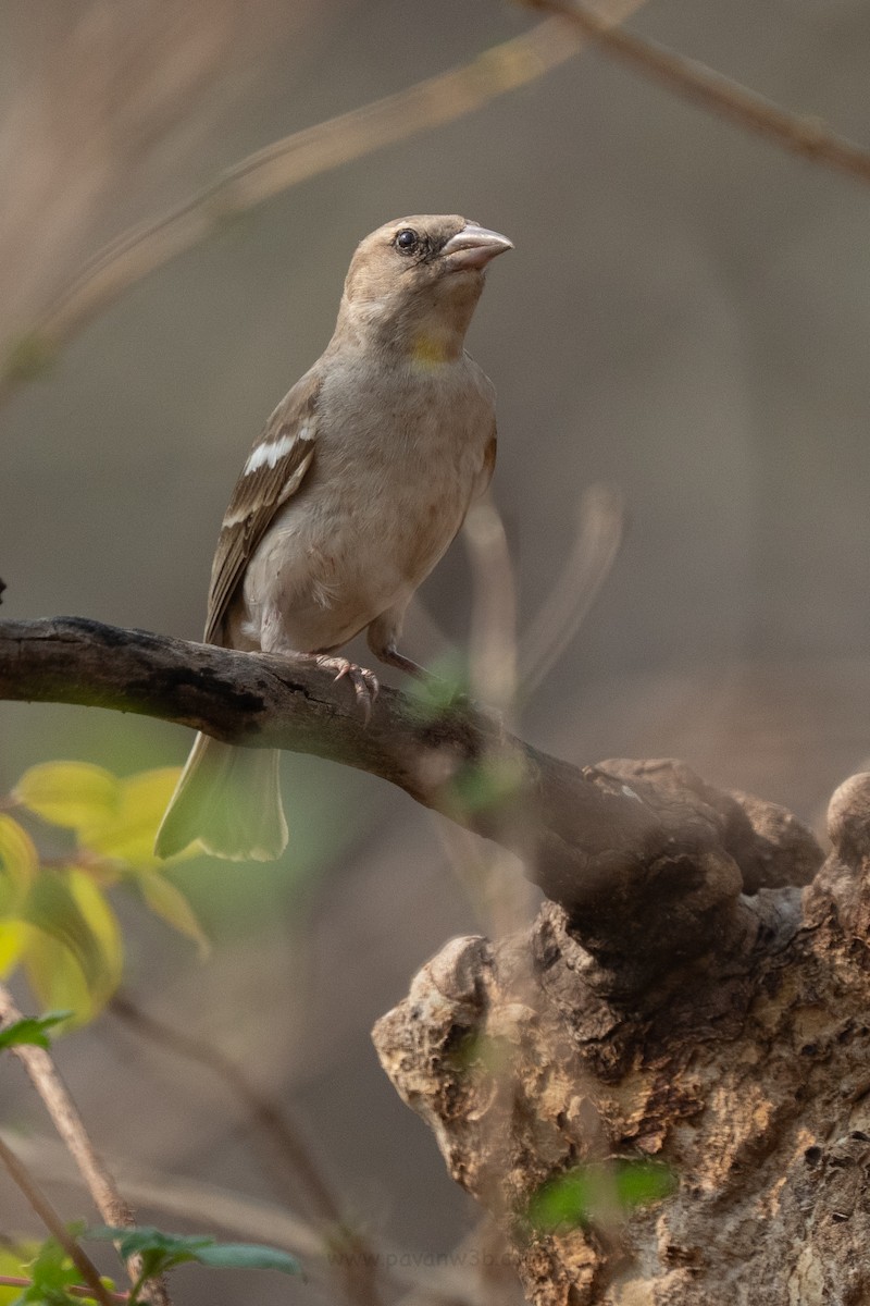 Yellow-throated Sparrow - ML634847547