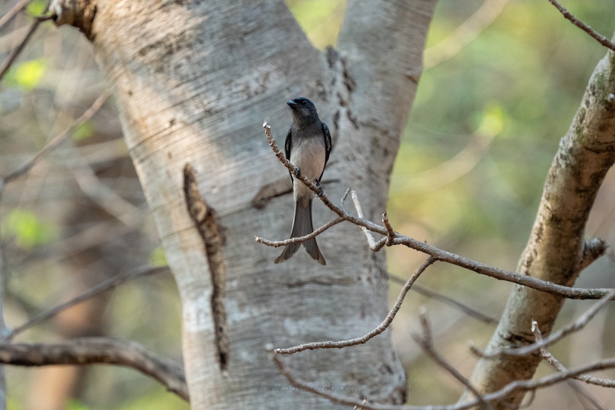 White-bellied Drongo - ML634847564